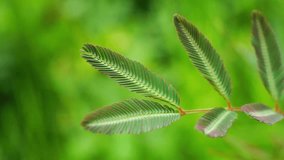 Mimosa pigra green leaf in macro view footage clip