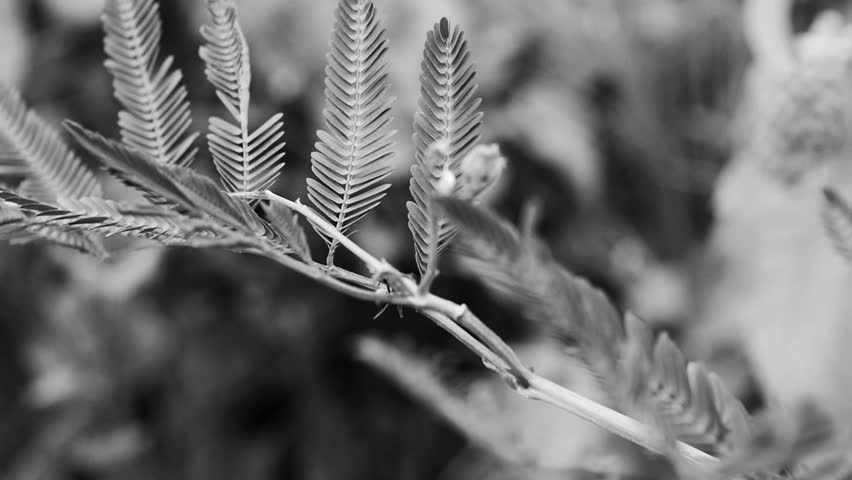 giant ant walk on the Mimosa pigra with monochrome footage clip