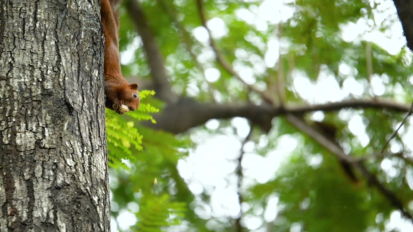 Slow motion of squirrel eating food in the tree at the garden on bokeh background (High Speed Video)