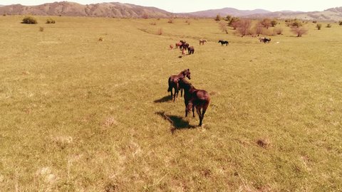 Aerial UHD 4K flight over wild staying horses herd on meadow. Flying over wild summer mountains nature. Beautiful animals at sunny rural green grass farm. Freedom ecology concept.