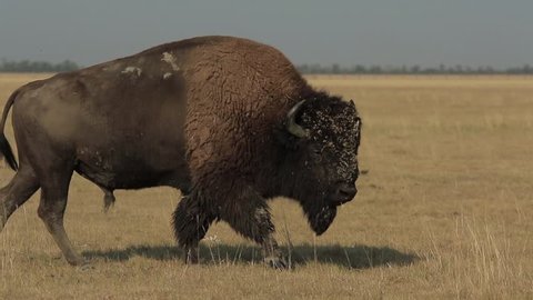 Wild adult male bison walks and grazes in a steppe (1080p, 25fps)