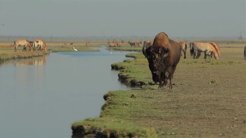 Two huge wild american bissons drinks water at a river with wild horses and deers at background in Askania-Nova National Park in Ukraine (1080p, 25fps)