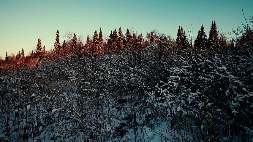 winter landscape sunset evening light with a red tint on the tops of trees, Christmas tree tops and bushes in the snow. much snow