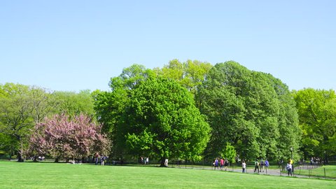 Cherry blossoms tree stands on the Great Lawn among the fresh green trees under the clear blue sky at at Central Park New York USA on May 08 2018.