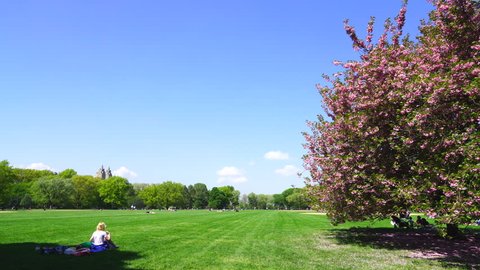 Cherry blossoms tree stands on the Great Lawn among the fresh green trees under the clear blue sky at at Central Park New York USA on May 08 2018.