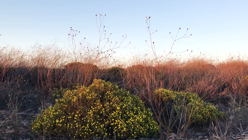 Dusk, beach floral background 