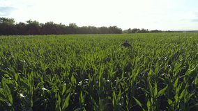 Farmer monitors the corn crop. Aerial survey. Corn field top view. 4K slow motion video
