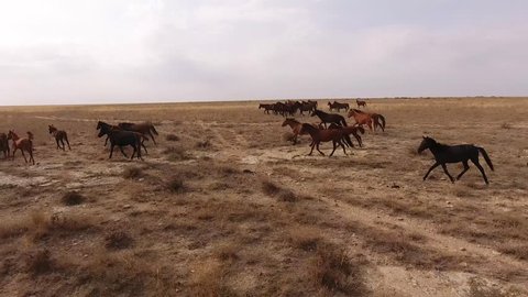 a herd of horses runs across the steppe