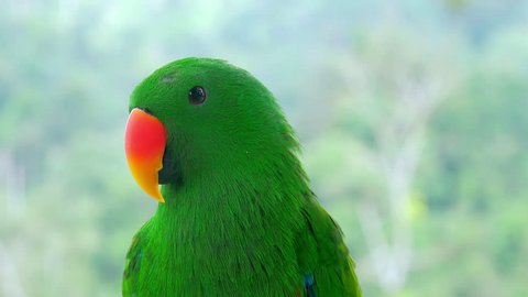 lose-up of green eclectus parrot watching around and then starting to preen its plumage. Portrait of gorgeous bright colored tropical bird against foliage on background. Exotic avian species.