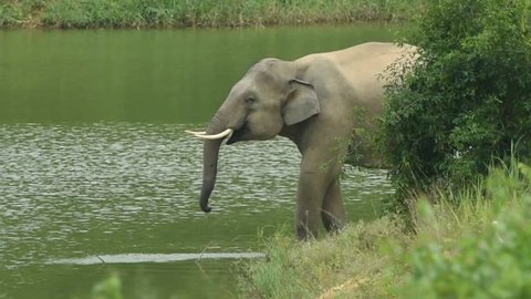 Elephant were dying of thirst