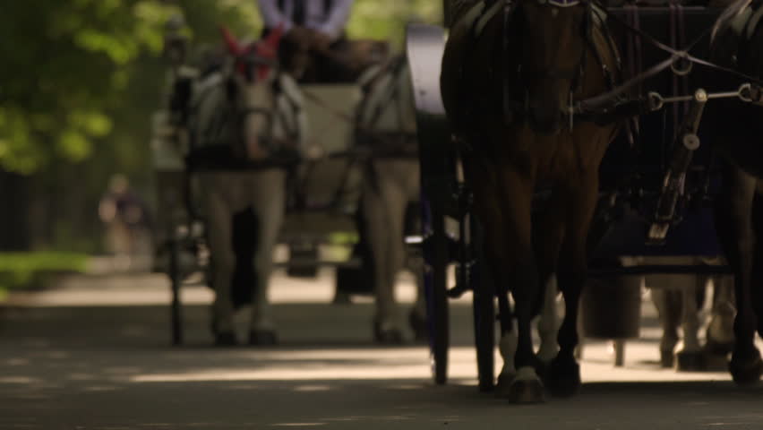 Horses pulling carriages down a park path in slow motion. Vienna, Austria
