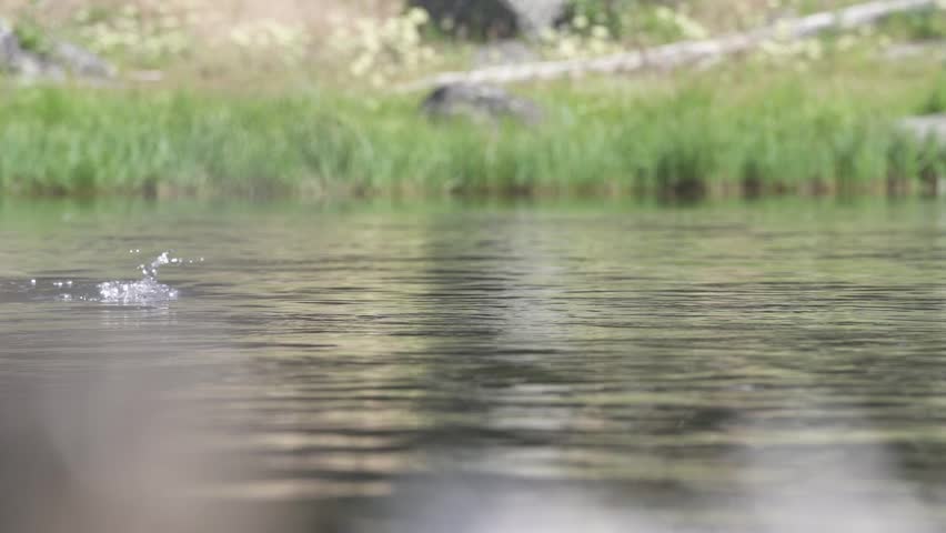 Trout being caught by fisherman in Madison river