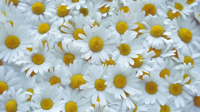 Daisy flower rotation background. Medical chamomile close up. Top view. Slow motion | Shutterstock HD Video #1016138956
