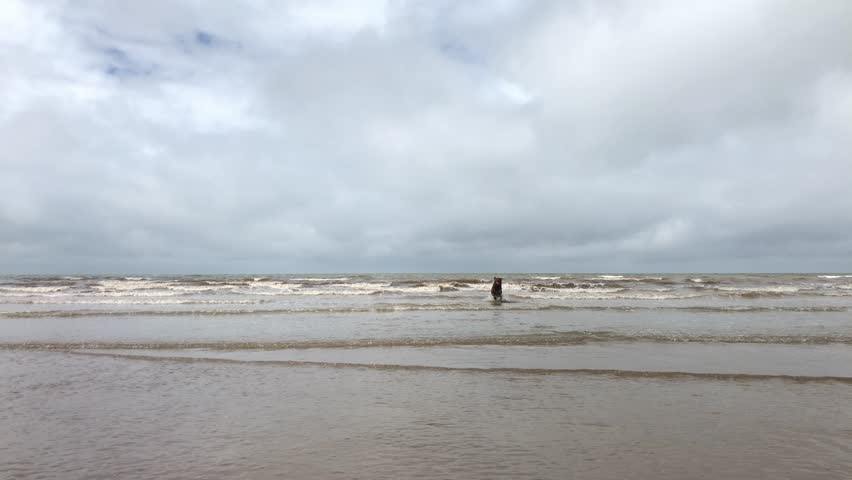 Labrador coming out of english sea.