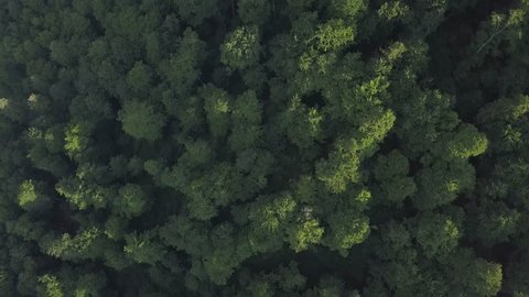 Top view of forest canopy in mountains taken by drone.