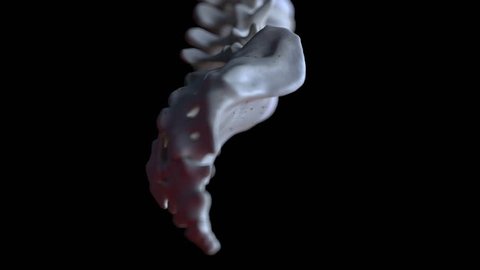 3d rendered medically accurate illustration of human spine