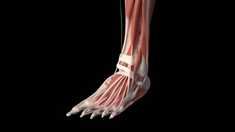 3d rendered medically accurate illustration of the foot muscles