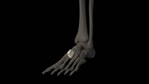 3d rendered medically accurate illustration of the medial cuneiform bone