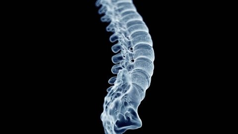 3d rendered medically accurate illustration of the human spine