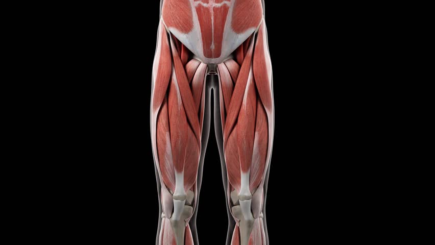 muscle system 3d