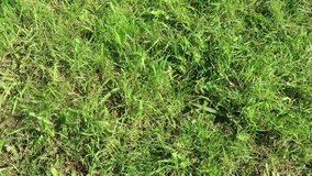green grass blurred background video
