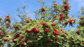 tree rowan in summer ripe red berries, video