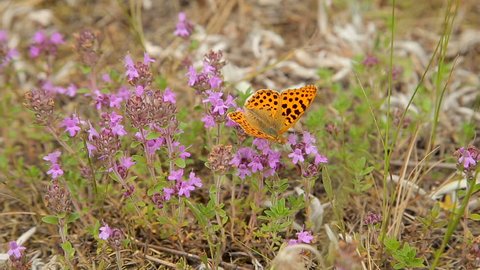 Butterfly on wildflowers in the field
