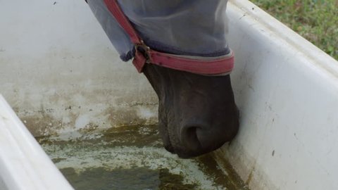 Horse drinks from a potion in a meadow,
home-made potion from a bathtub, close up head