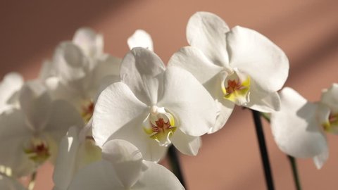 White orchids in the morning light