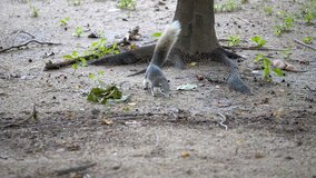 Slow motion of squirrel running in the garden (High Speed Video)