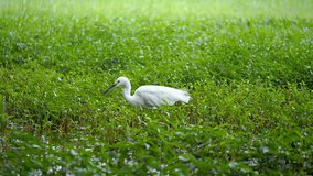Slow motion of white little Egret bird eating food on green grass with sunlight in the afternoon (High Speed Video)