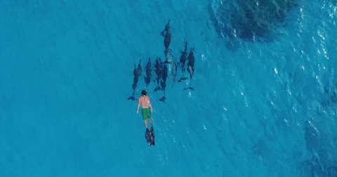 Slow motion aerial footage of a man swimming close to spinner dolphins in Kailua Kona, Hawaii