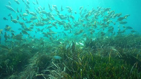 Shoal of fish ( Sarpa salpa) feed on seagrass ( Posidonia Oceanica ) underwater in the Mediterranean sea, Catalonia, Costa Brava, Spain