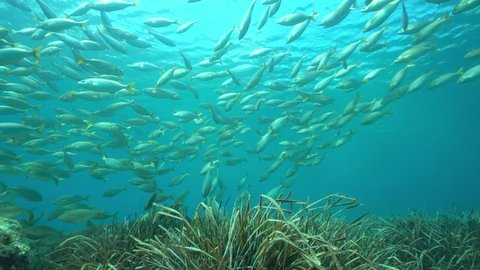 Mediterranean sea underwater shoal of fish ( Sarpa salpa ) with seagrass ( Posidonia Oceanica ), Catalonia, Costa Brava, Spain