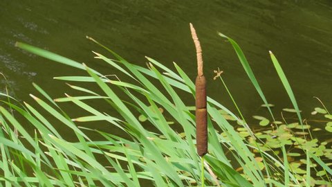 The brown broadleaf cattail plant on the side of the river with the green leaves of the plants swaying on the wind
