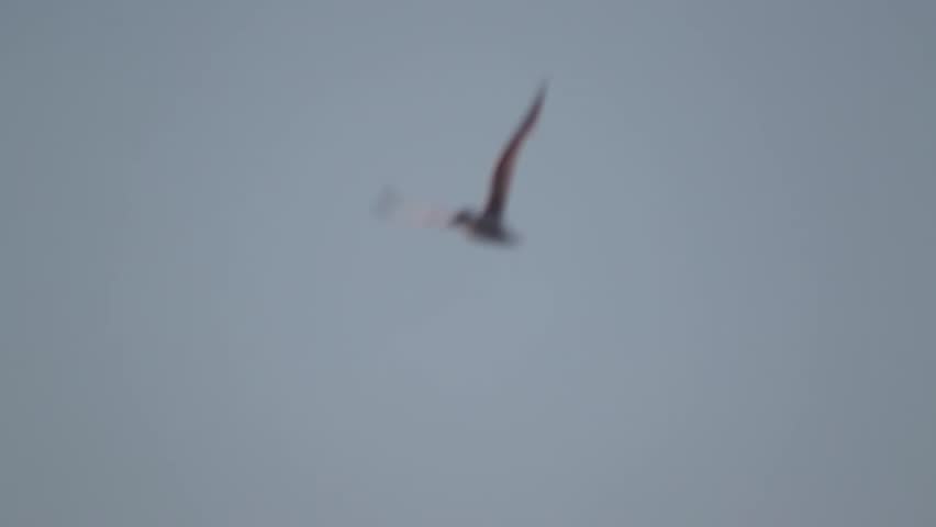sandwich tern flying