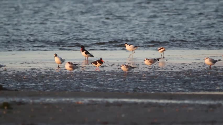 coastal birds resting at shore line