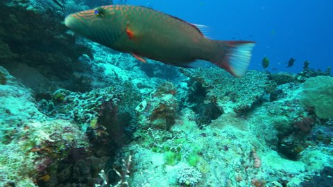 tracking shot of a cheek-lined wrasse on rainbow reef in the somosomo strait of fiji
