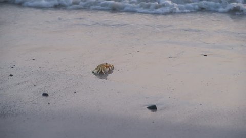 Yellow crab on the wild coast of Masirah Island taken by a wave of the Indian ocean. Sultanate of Oman, Middle East