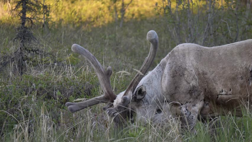 July 2018 A caribou in Alaska stands near a road eating some grass. GH5 4K 60fps
