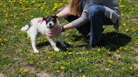Small Jack Russell Terrier mix dog being pet and adopted
