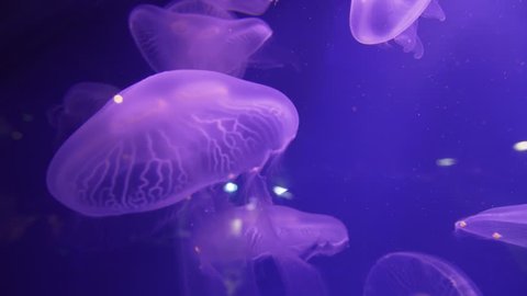 4k Group Of Fluorescent Pink の動画素材 ロイヤリティフリー Shutterstock 4k Group Of Fluorescent Pink の動画素材 ロイヤリティフリー Shutterstock