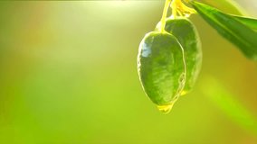 Olive Oil drop on growing green olive in mediterranean orchard. Healthy eating concept. Dripping Oil Oil.  Olives in a garden, diet. 4K UHD Slow motion video