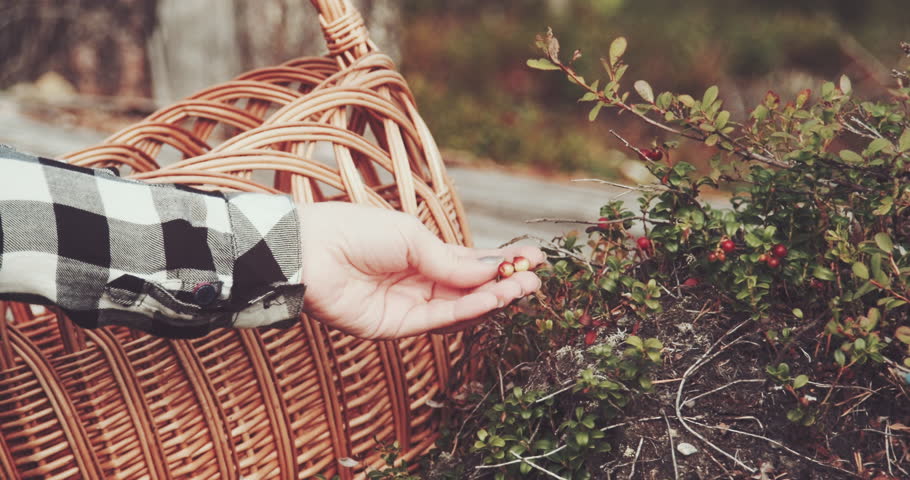 Female hands collect lingonberries in the basket.