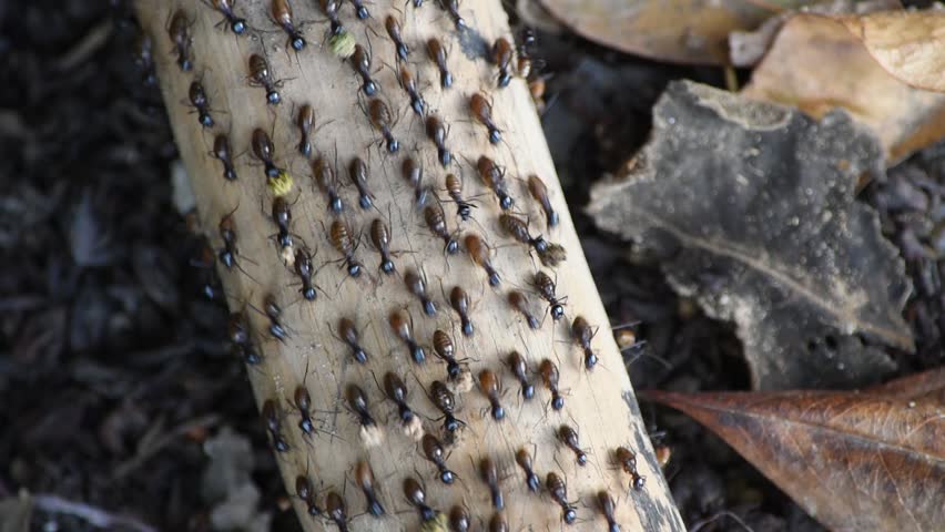 Ant Colonies Footage Videos And Clips In Hd And 4k