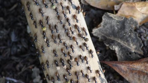 black ants colony of Nasutitermes exitiosus termite Species walking on timber 