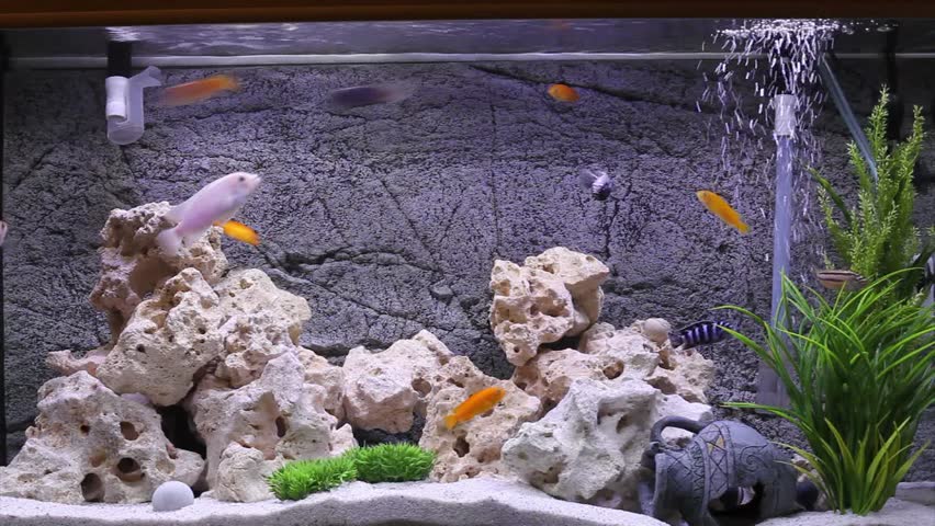 Aquarium with cichlids fish from lake malawi | Shutterstock HD Video #1016194894