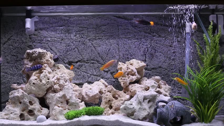 Aquarium with cichlids fish from lake malawi | Shutterstock HD Video #1016194897