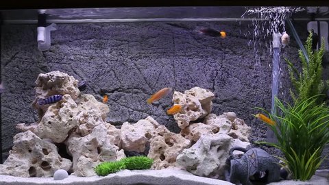 Aquarium with cichlids fish from lake malawi