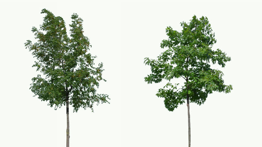 High quality 10bit footage of trees on the wind isolated on white background.  Made from 14bit RAW